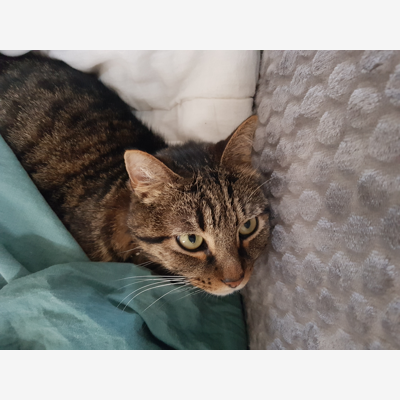 image_RECHERCHE GARDE CHAT PERIODE NOËL