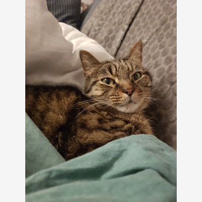 image_Recherche garde chat Avril