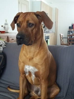 image_Recherche nounou chien du 16 au 18 aout