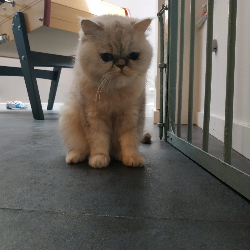 image_Recherche famille d'accueil pour notre chat Jayce