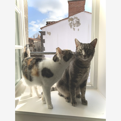 image_Je garde vos animaux !