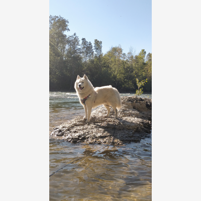 image_Cherche garde chien