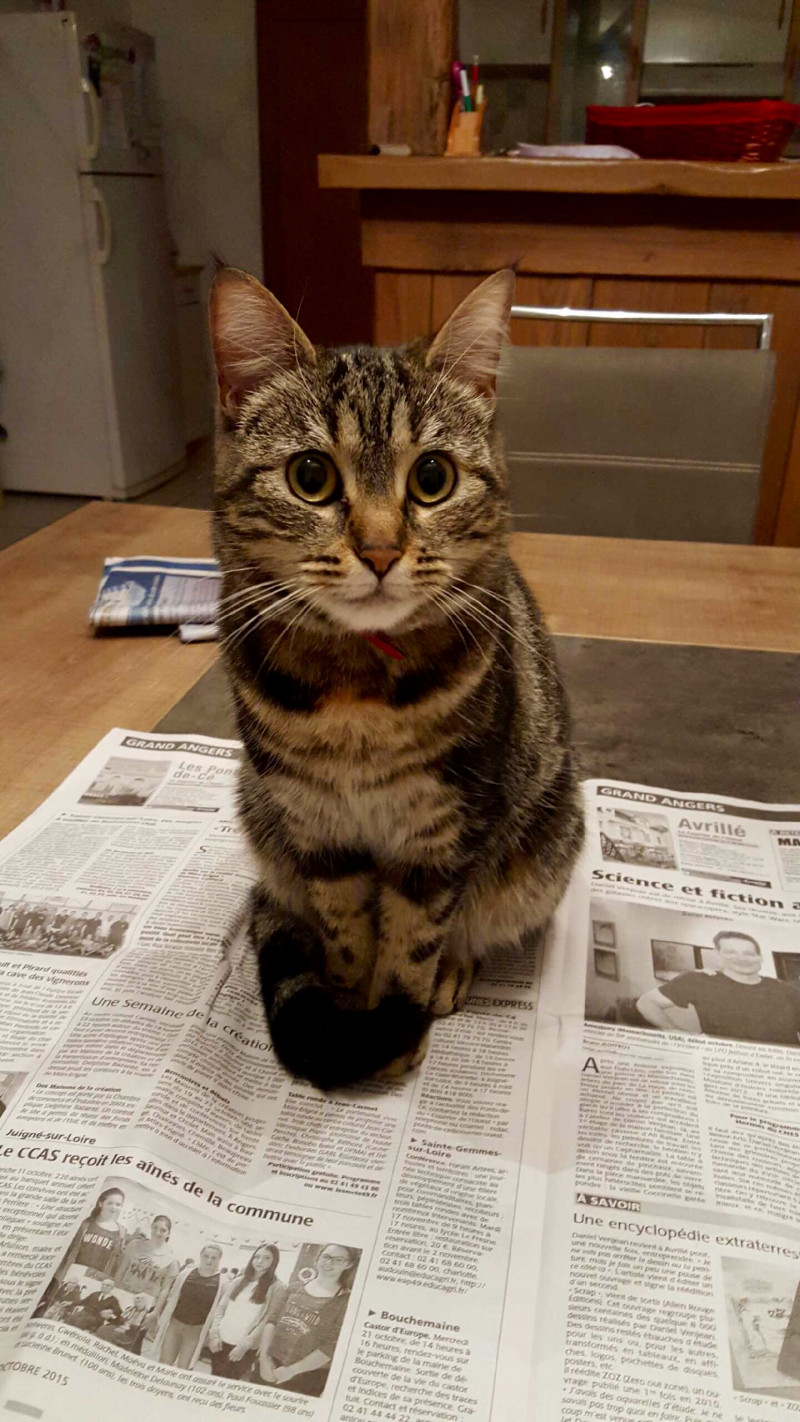image_garde de chat