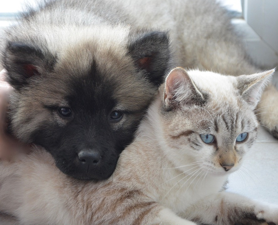 image_Garde d'animaux à domicile