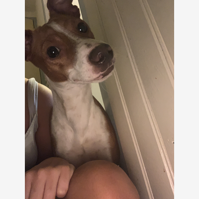 image_Cherche quelqu’un pour garder mes 2 chiens du 24 au 31 juillet