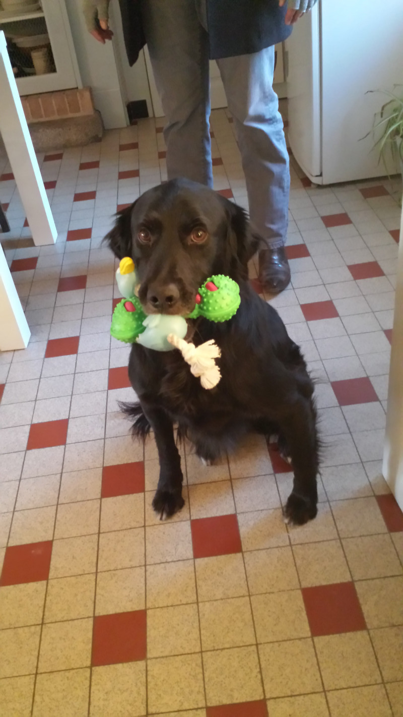 image_echange garde chien