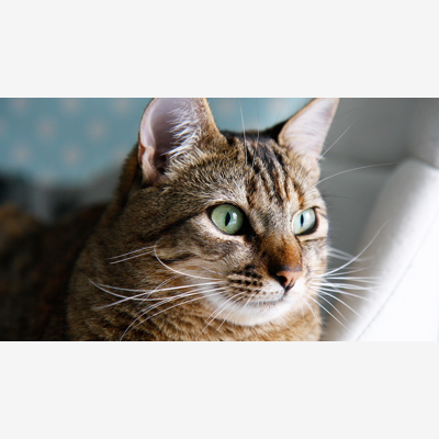 image_Visites à domicile (garde animaux)