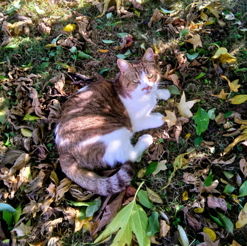 image_Garde animaux août
