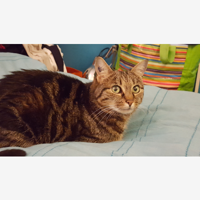 image_Adorable Chat cherche garde pour juillet/août