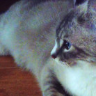 image_Cherche à faire garder mon chat