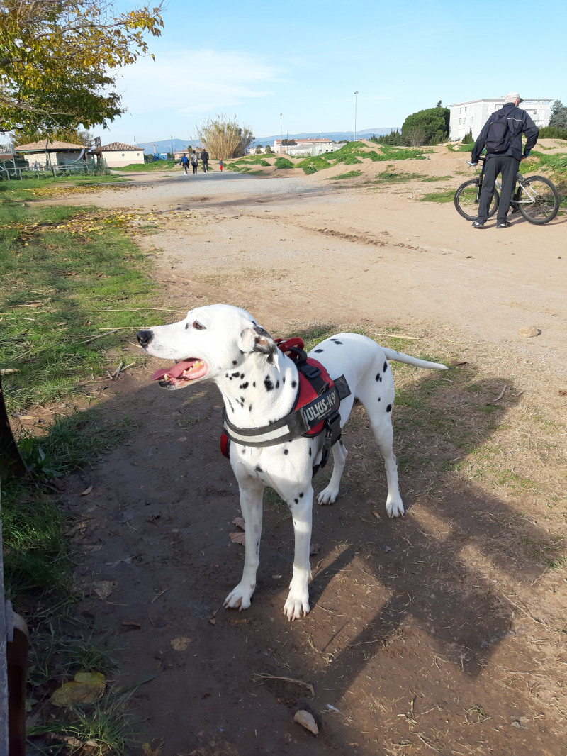 image_Cherche personne de confiance pour garder mon dalmatien