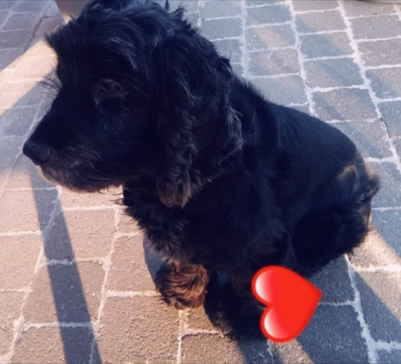 image_Garde d'animaux