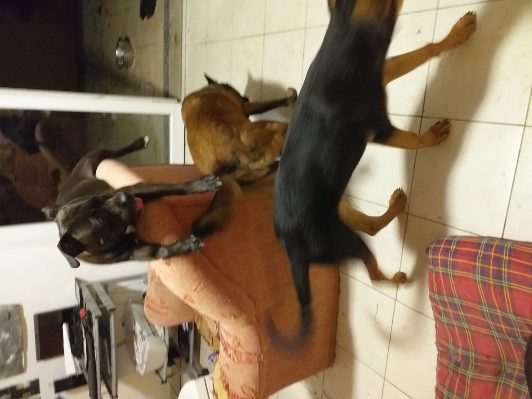 image_Dogsitter