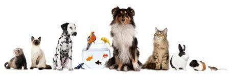 image_Partez tranquille, garde chat/chien/rongeur/aquariums