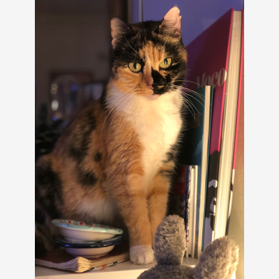 image_Recherche: Cat-sitter/Garde de chat pour le mois d'août 2021 et autres périodes
