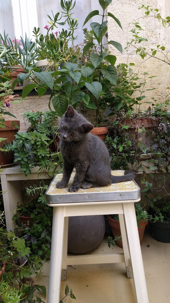 image_Recherche garde chat