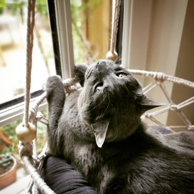 image_Recherche garde pour mon chat à votre domicile pendant les vacances de Noël