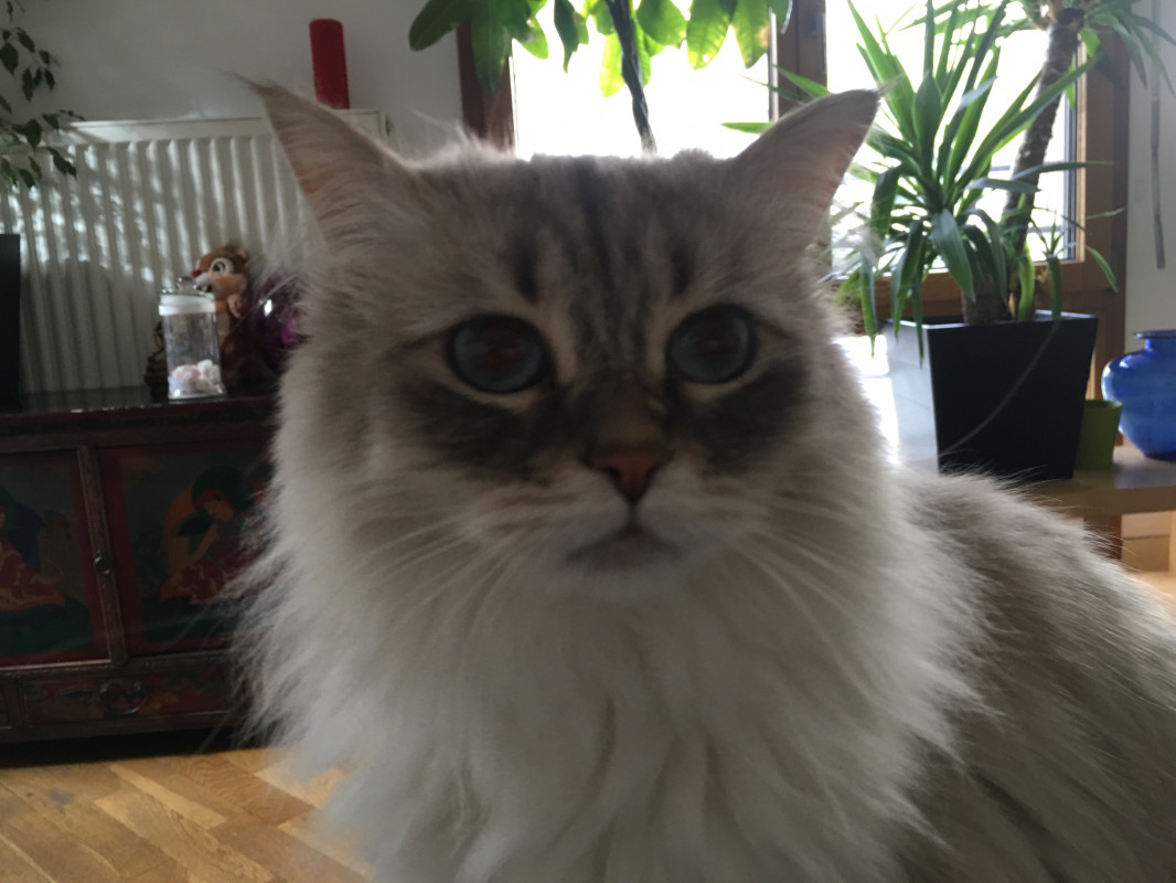 image_garde chat domicile