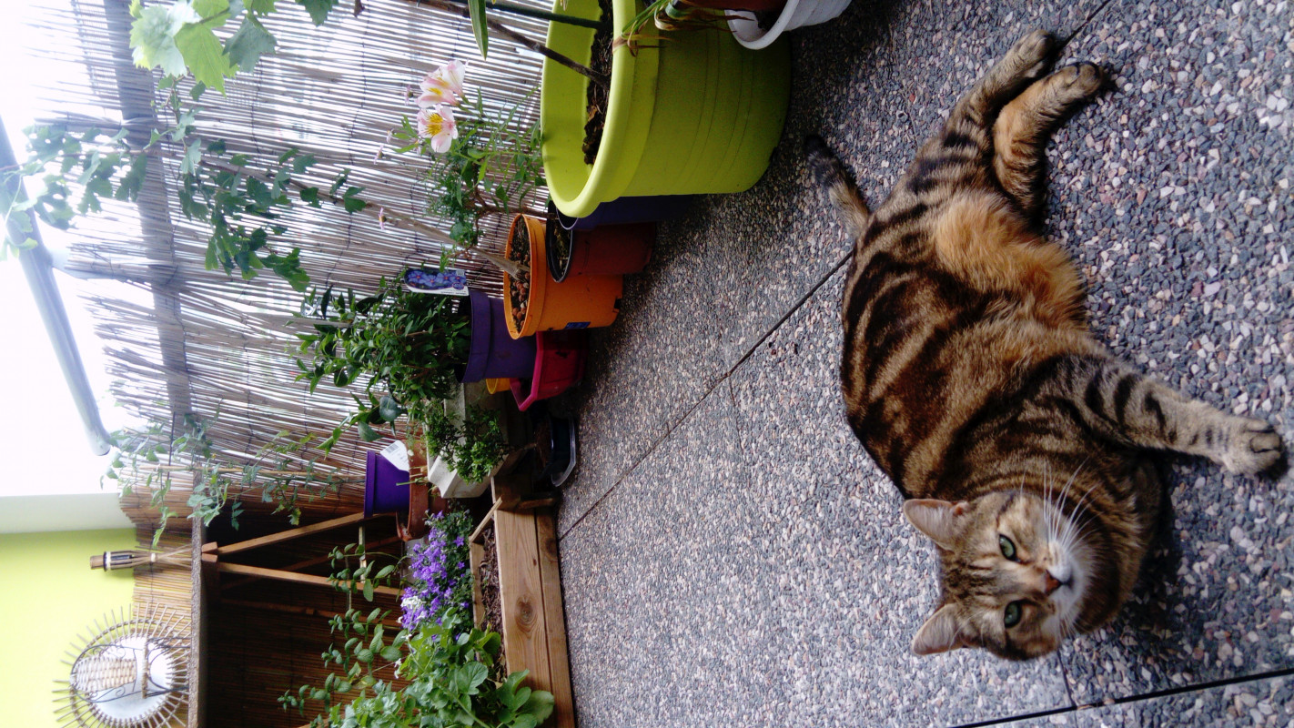 image_garde de chats