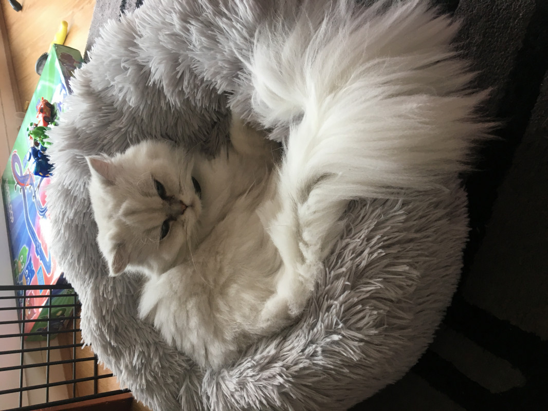 image_Recherche petsitter 23/02/2020 au 03/03/2020