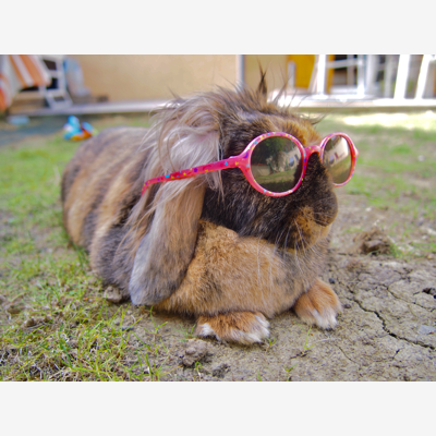 image_Petsitting