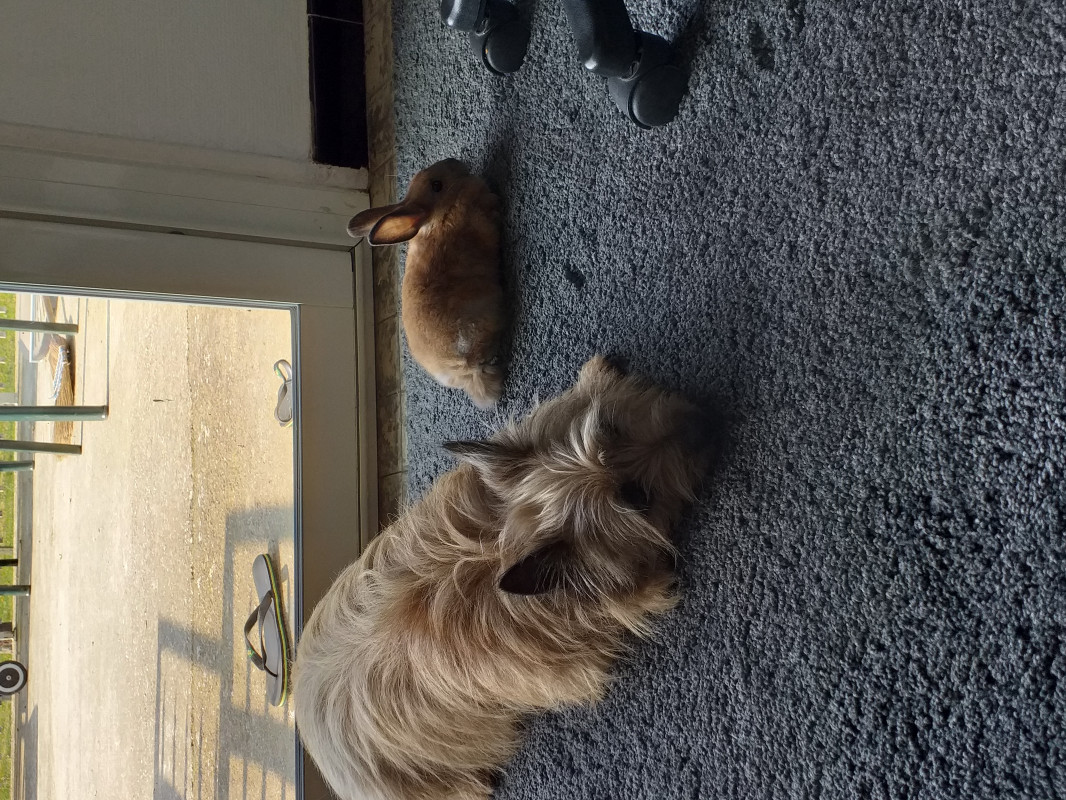 image_Garde chien chat rongeurs NAC