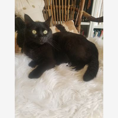 image_Echange garde de chat