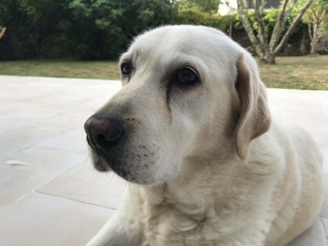 image_Cherche Garde pour notre chien 29 juillet-12 août