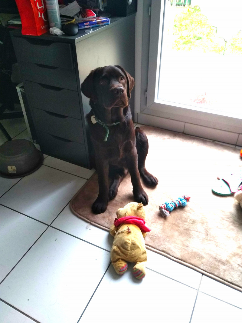 image_Recherche garde pour 2 chiens pour 3 jours