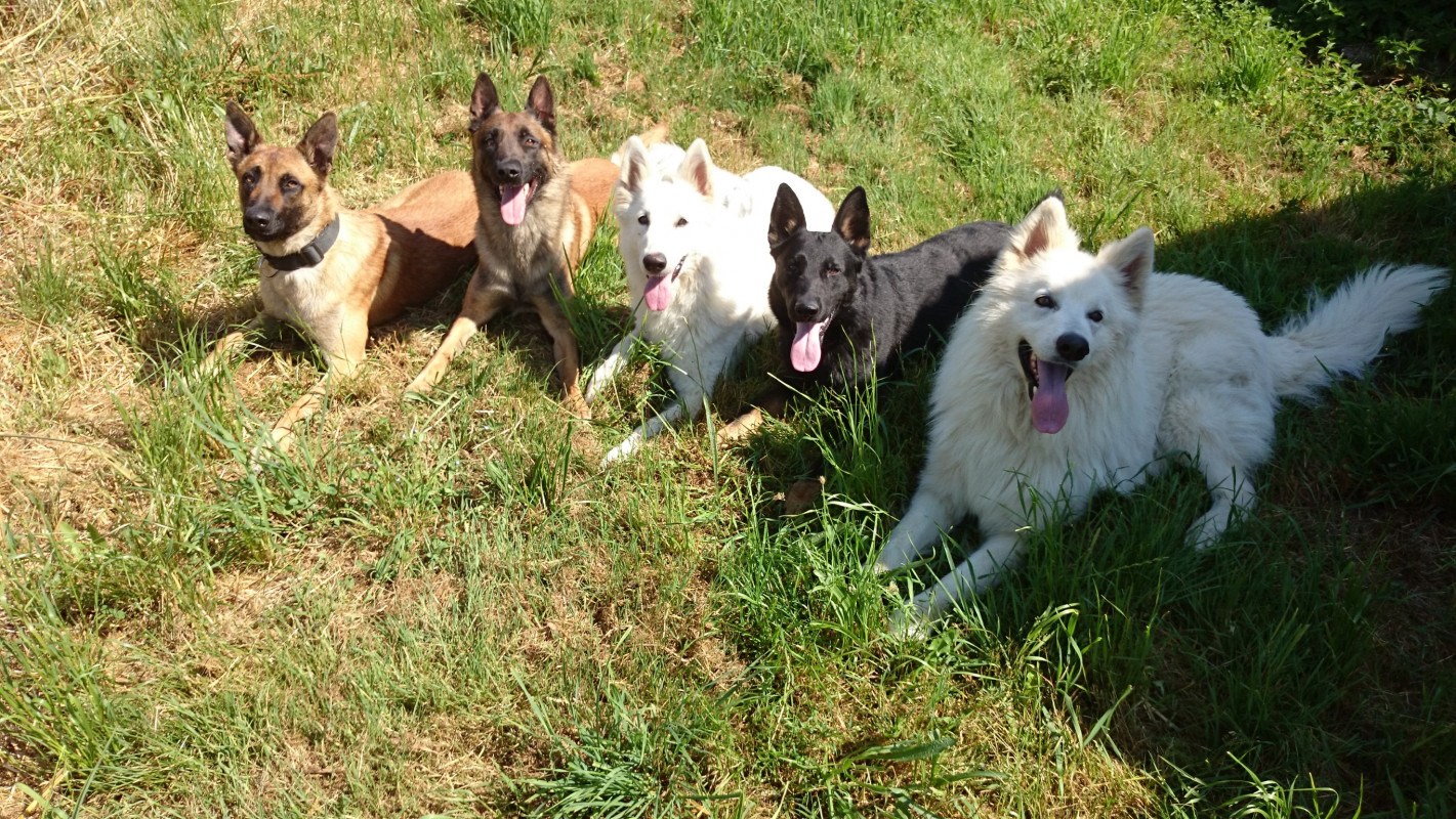 image_Garde de chien