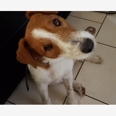 image_Cherche famille d'accueil ou personne attentionnée pour notre chien