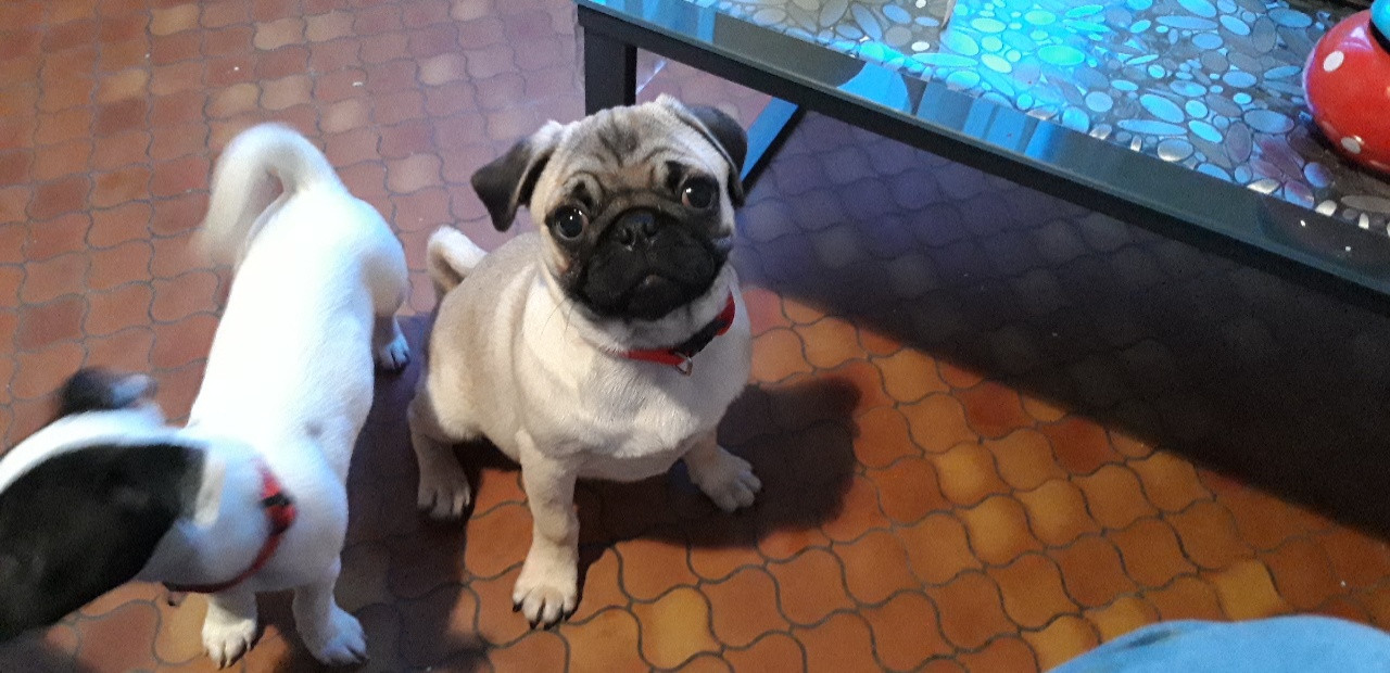 image_Garde de chiens pour Noël