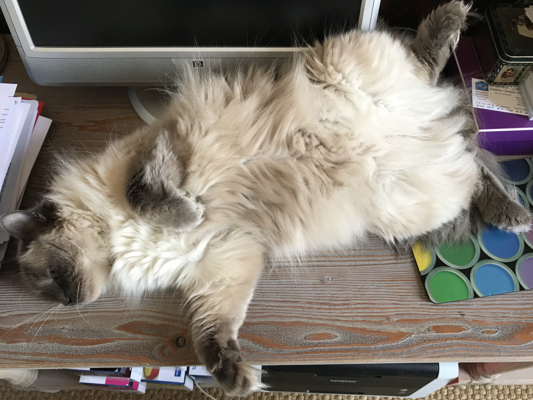 image_Gardes de chats