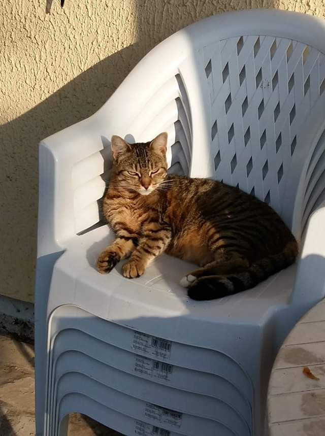 image_Recherche Catsitter