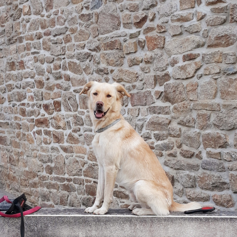 image_Propose garde d'animaux