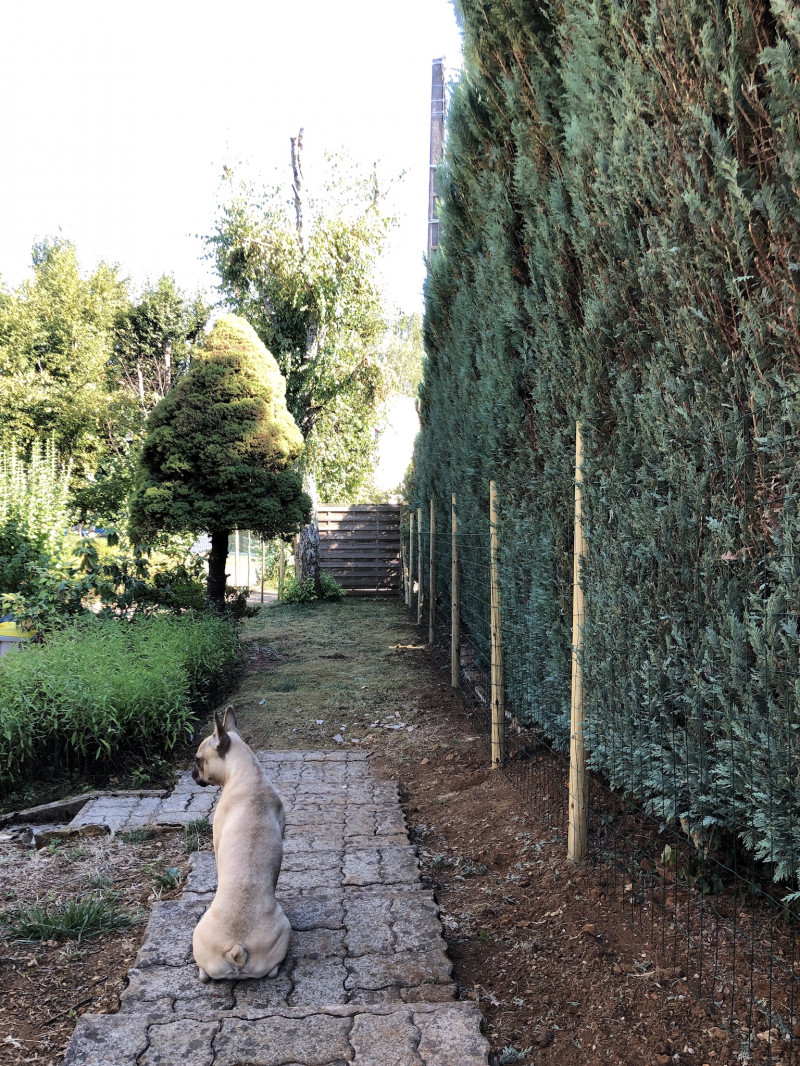image_Garde de votre chien