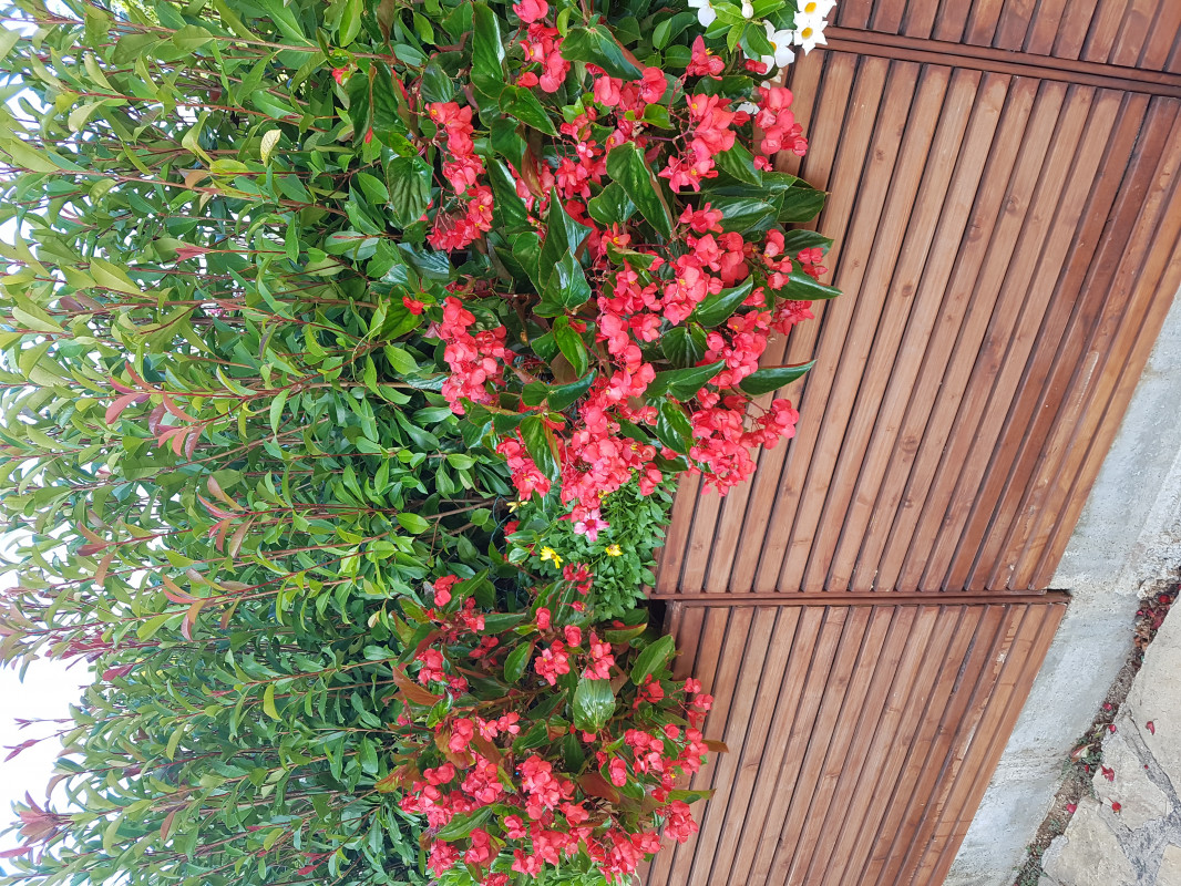 image_jardinage ménage bricolage