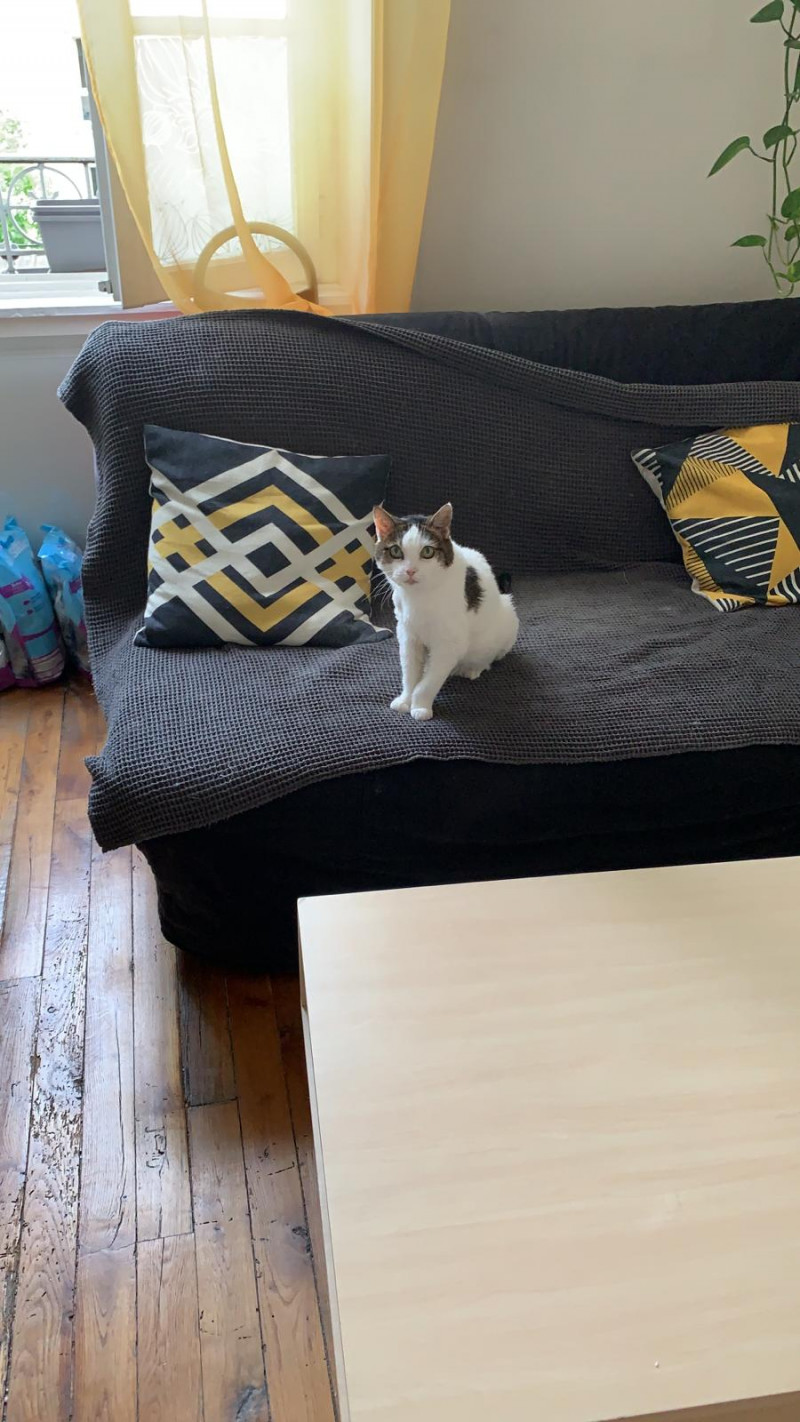 image_Garde a domicile chat 9-19/08
