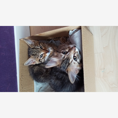 image_Garde de chats à domicile
