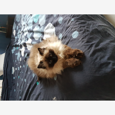 image_Accueil pour Minette