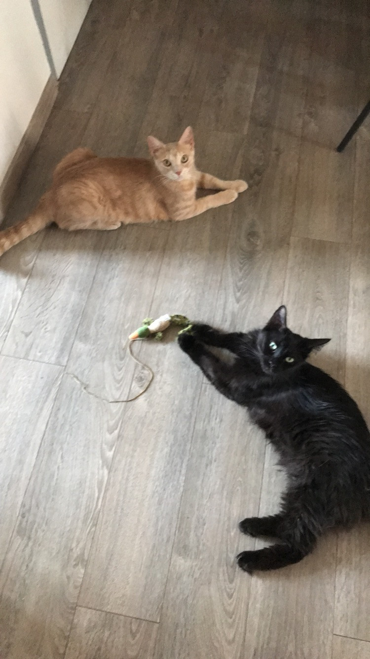 image_GARDE DE CHAT OU DÉPLACEMENT À DOMICILE.