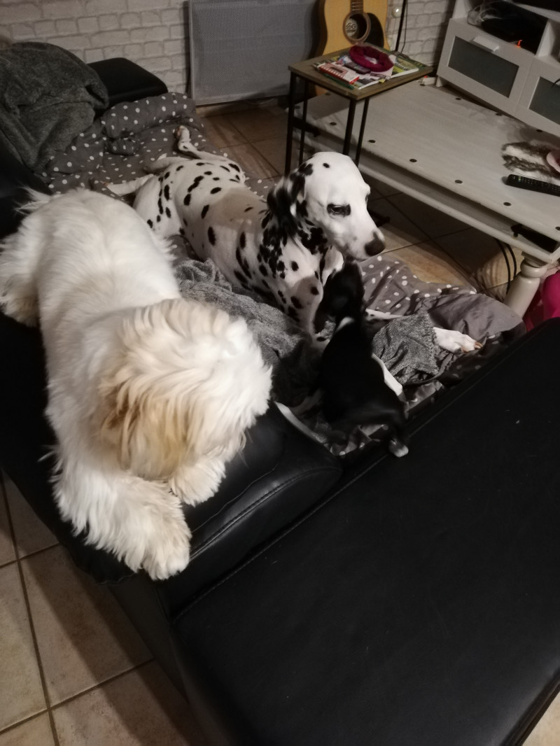 image_Garde de chien - chez toutou of love
