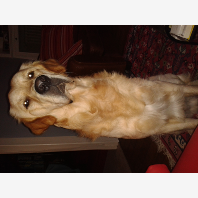 image_Cherche maison de vacances pour mon Golden Retriever