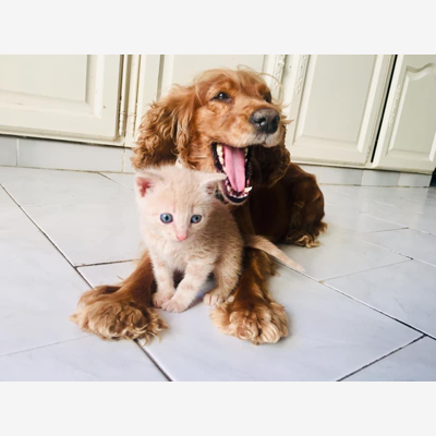 image_Passionnée d’animaux
