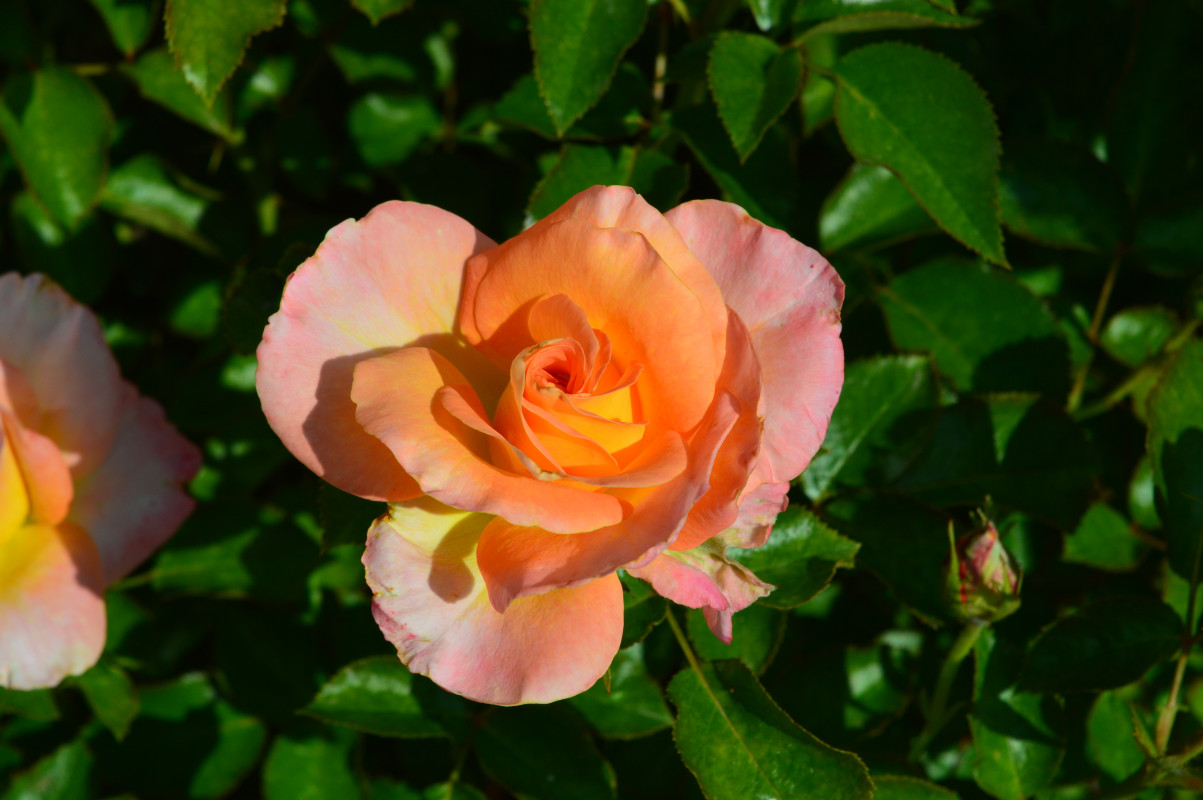image_Aide à la création et aménagement de jardin