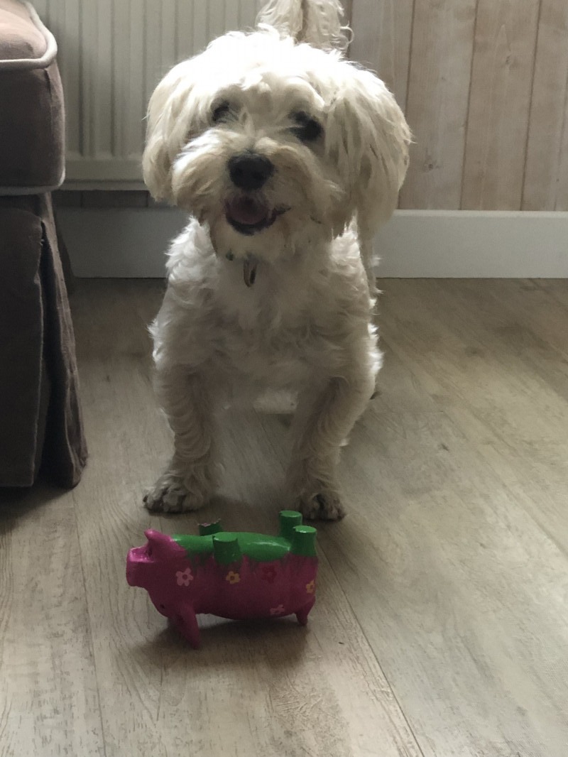 image_Gardes animaux