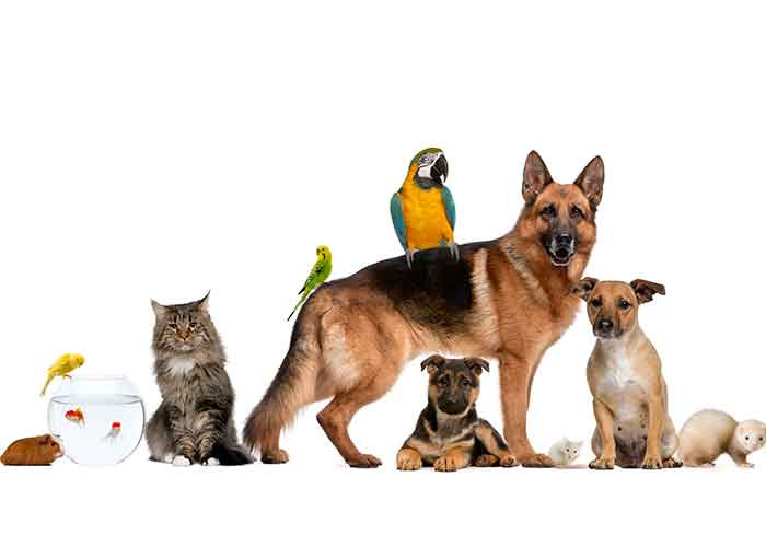 Garde D Animaux Garde De Chien Chat A Marseille Annonces Et Offres D Emploi