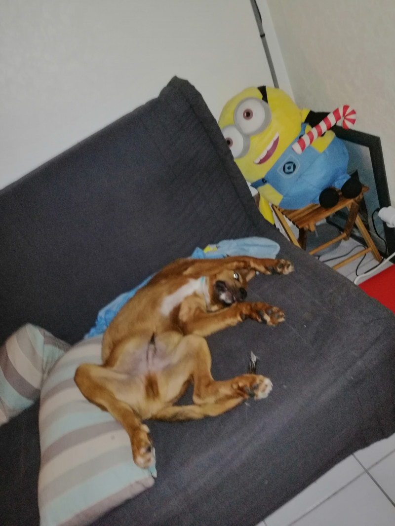 image_Garde de chien pour 3 jours