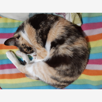 image_URGENT ! Recherche pet sitter pour mon chat du 20/10/2020 au 26/10/2020