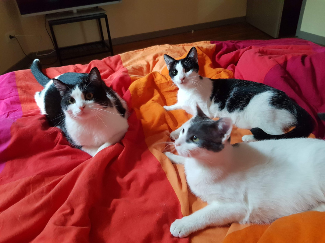 image_Garde de 3 chats